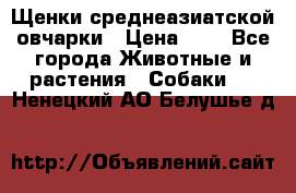 Щенки среднеазиатской овчарки › Цена ­ 1 - Все города Животные и растения » Собаки   . Ненецкий АО,Белушье д.